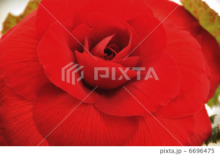 ベコニア 6696475