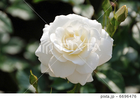 薔薇 薔薇 6696476