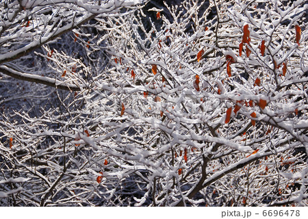 樹氷 6696478