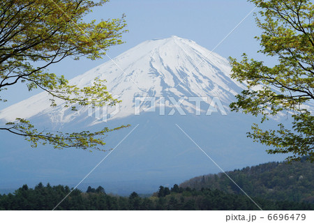 富士と新緑 富士と新緑 6696479