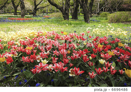 チューリップのお花畑 6696486