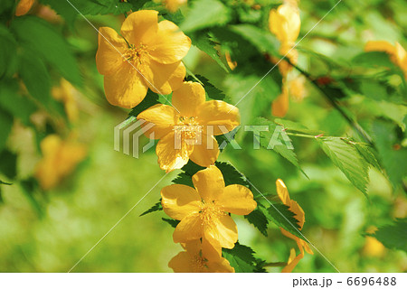 ヤマブキ 6696488