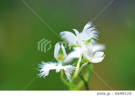 サギソウ 6696526