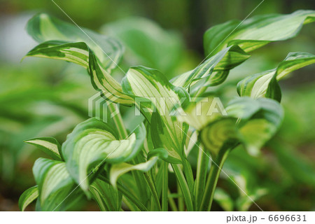 ギボウシ 6696631