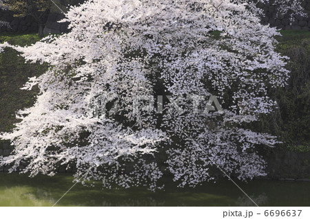 東京の桜 東京の桜 6696637