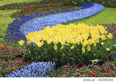 チューリップのお花畑 6696688