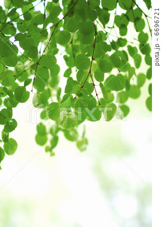 新緑 新緑 6696721
