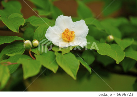夏の花 夏の花 6696723