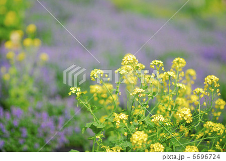菜の花 菜の花 6696724