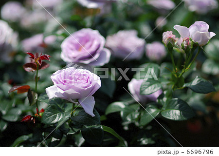 薔薇 6696796