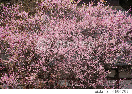 桜 6696797