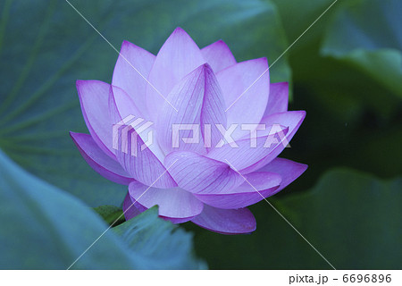 蓮 6696896