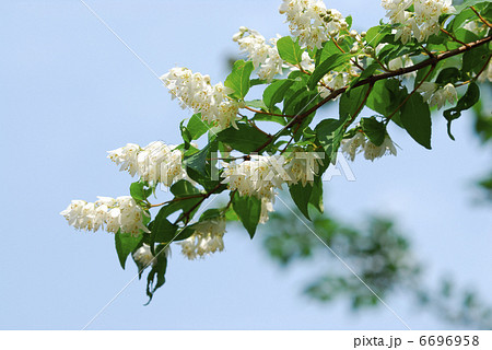 春の花 6696958