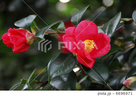 椿 椿 6696971