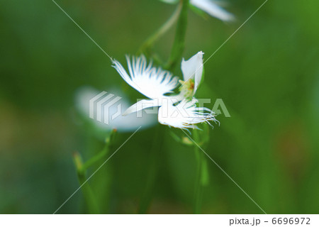 サギソウ 6696972