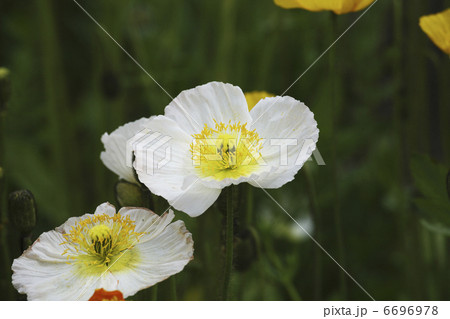 ポピーの花 6696978