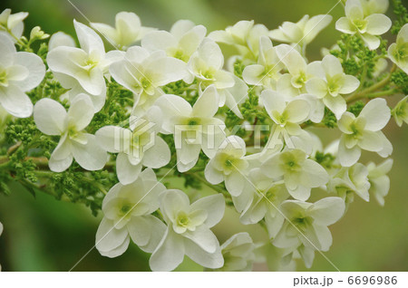 アジサイ アジサイ 6696986