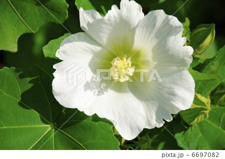 芙蓉 6697082