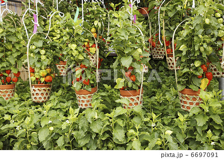 ほおづき市 6697091