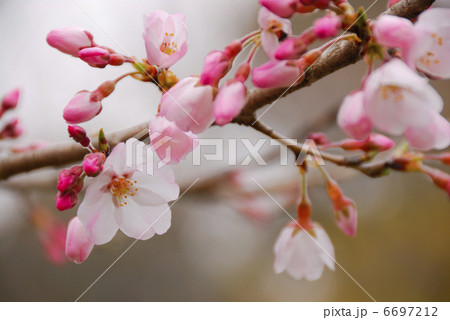 桜 6697212