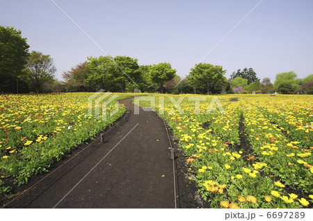 ポピーのお花畑 6697289