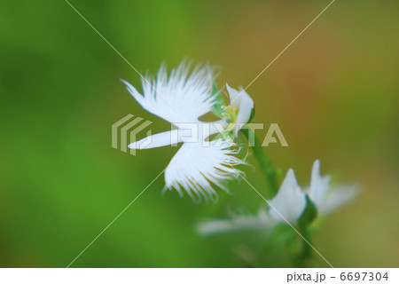 サギソウ 6697304