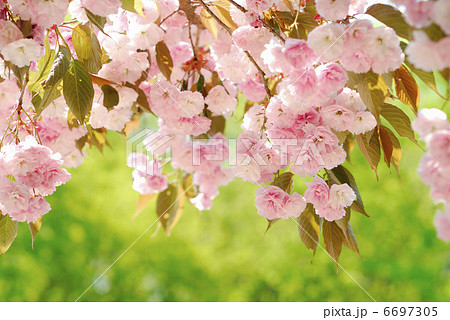 桜 6697305