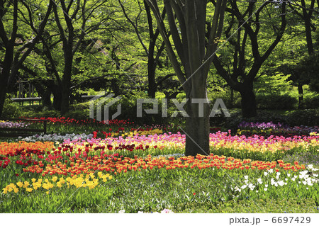 チューリップのお花畑 6697429