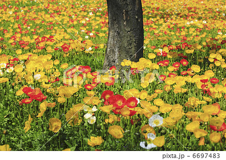 ポピーのお花畑 6697483