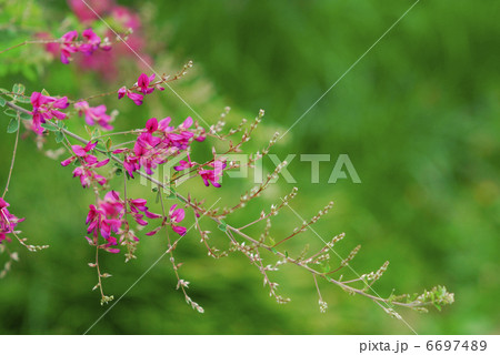 ハギ ハギ 6697489