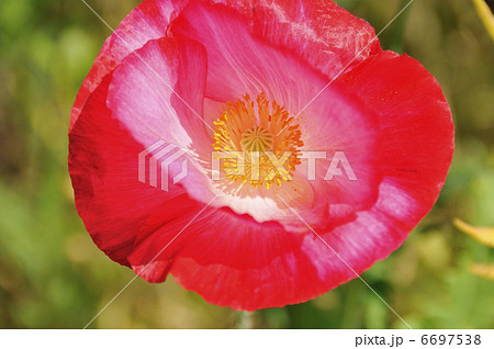 ポピー 6697538