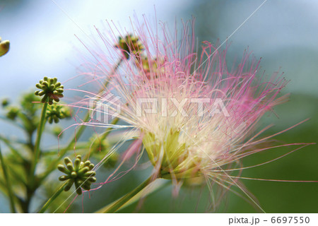 ネムの花 6697550
