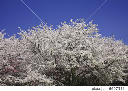 染井吉野桜 6697551