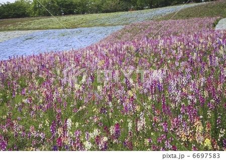 ネモフィラとリナリアの咲くお花畑 6697583