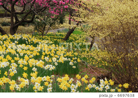 スイセン 6697638