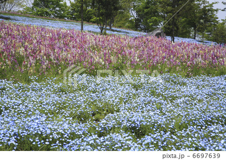 ネモフィラとリナリアの咲くお花畑 ネモフィラとリナリアの咲くお花畑 6697639