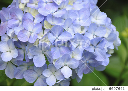 アジサイ 6697641
