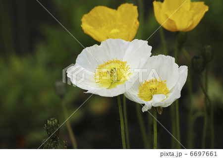 ポピーの花 6697661