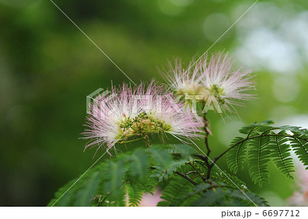 ネムの花 6697712