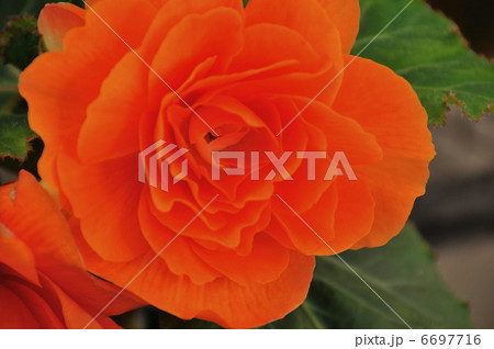 ベコニア ベコニア 6697716