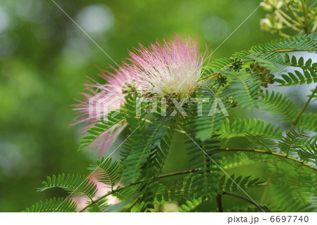 ネムの花 6697740