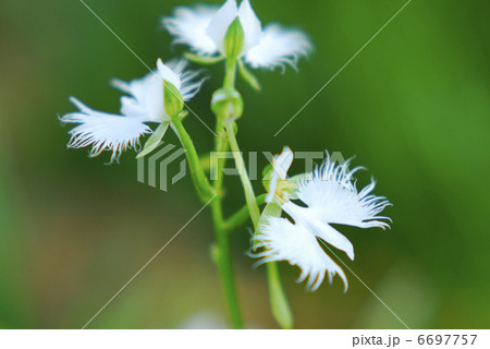 サギソウ 6697757