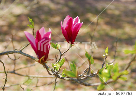 モクレン モクレン 6697762