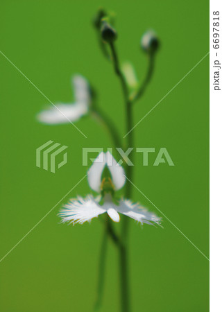 サギソウ 6697818