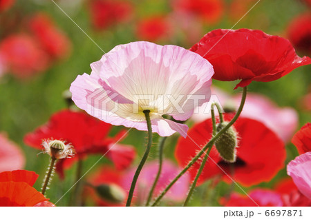 ポピー 6697871