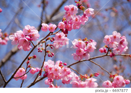 桜 桜 6697877