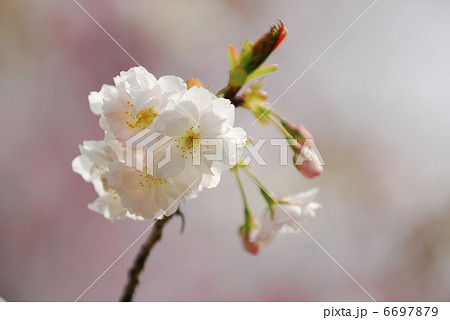 桜 6697879