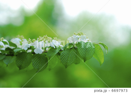 春の花 春の花 6697973
