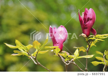 モクレン 6697991