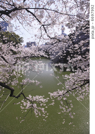 東京の桜 東京の桜 6697992